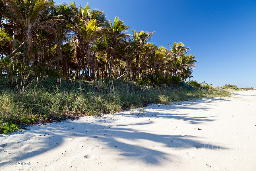 Beach Photograph - Palms by the Shore by Michelle Constantine