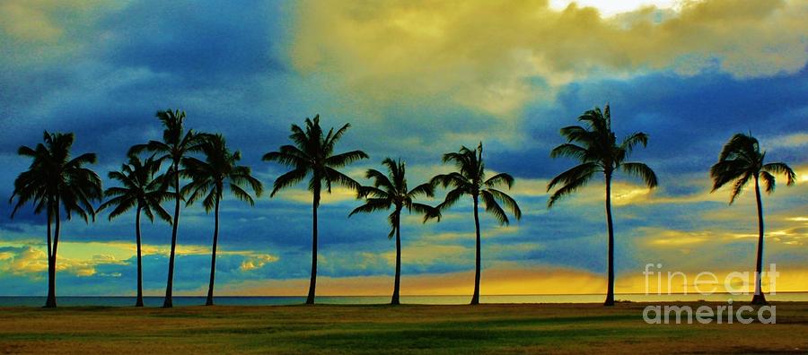 Palms Photograph by Craig Wood