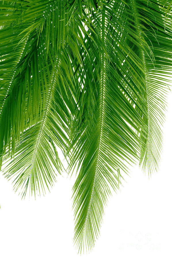 Palms Green Photograph by Boon Mee