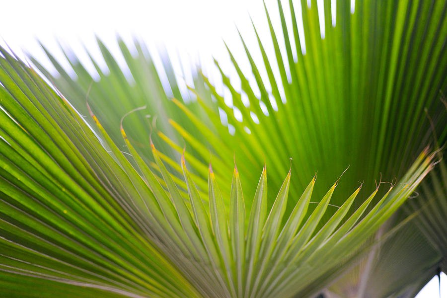 Palms II Photograph by Ronda Broatch