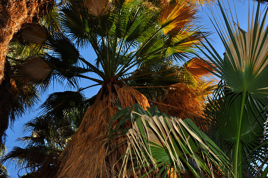 Palms in Cochella Valley California Photograph by Diane Lent