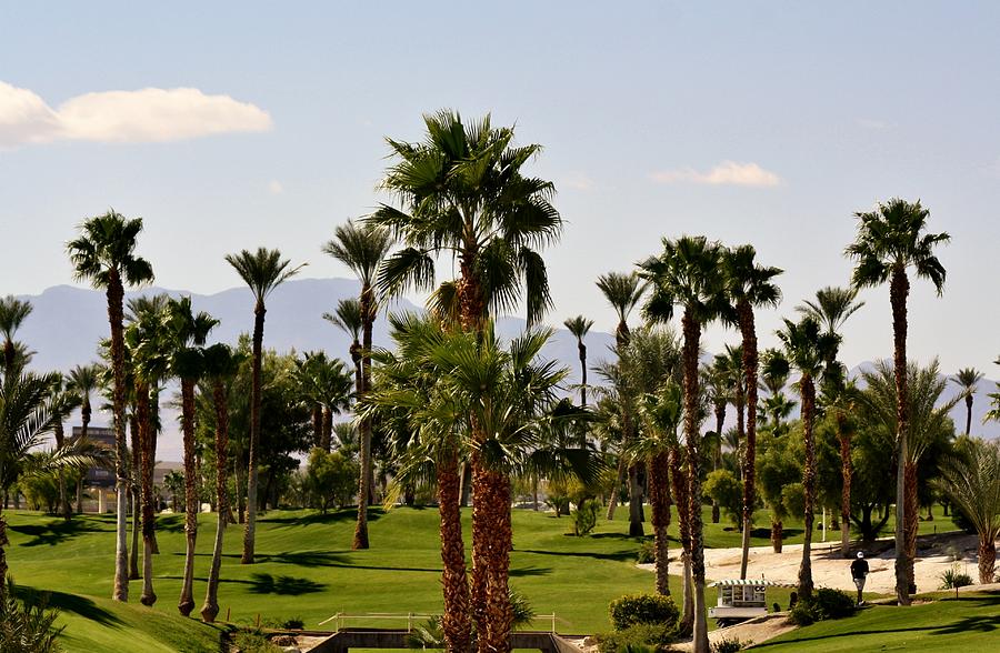 Palms in Las Vegas Photograph by Paulette Thomas - Fine Art America