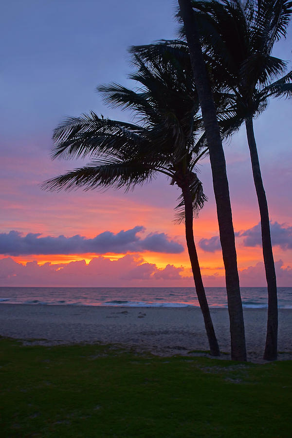 Palms in Paradise Photograph by Leda Robertson