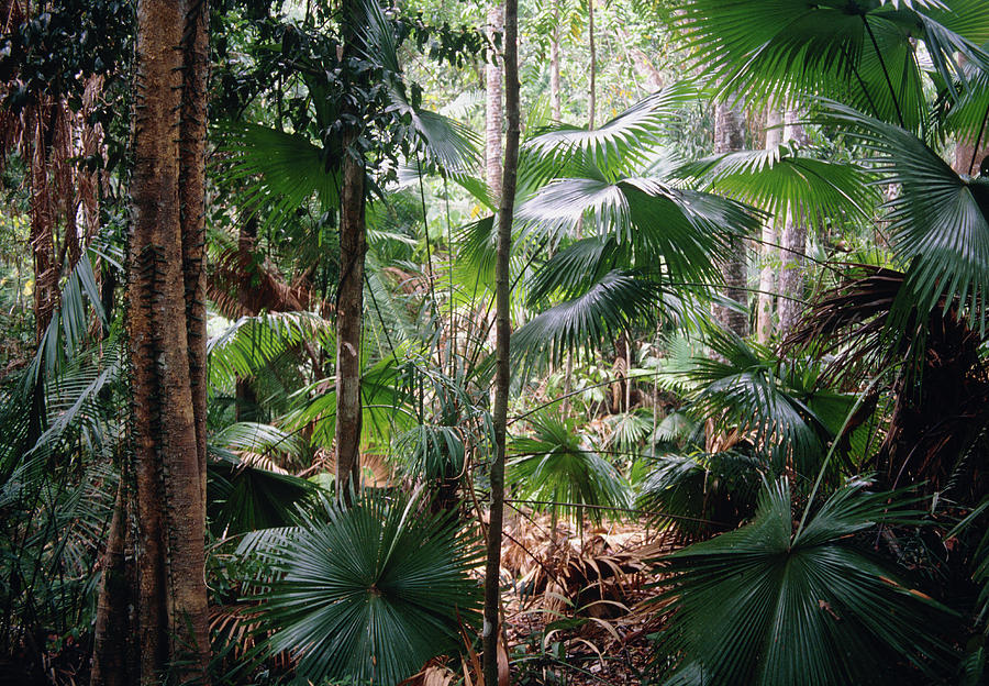 Palms In Rainforest Photograph by Jiri Loun/science Photo Library | Pixels