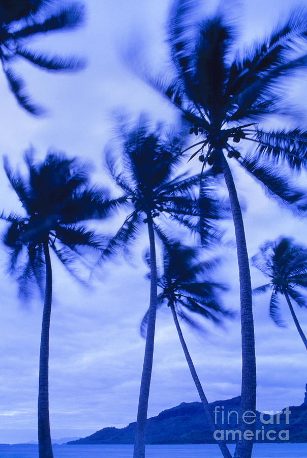 Palms In Storm Wind-bora Bora Tahiti Photograph by Frans Lanting MINT ...