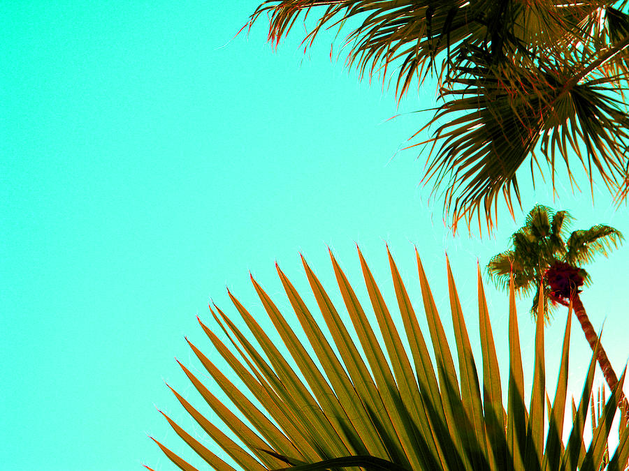 Palms In The Sun In Palm Springs Photograph by Roxana Casillas