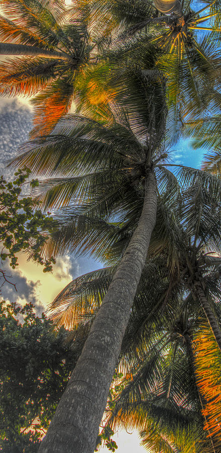 Sunset Digital Art - Palms in the Wind by Alfredo Machado