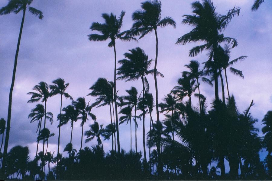 Palms in the Wind Photograph by Dianne Stopponi