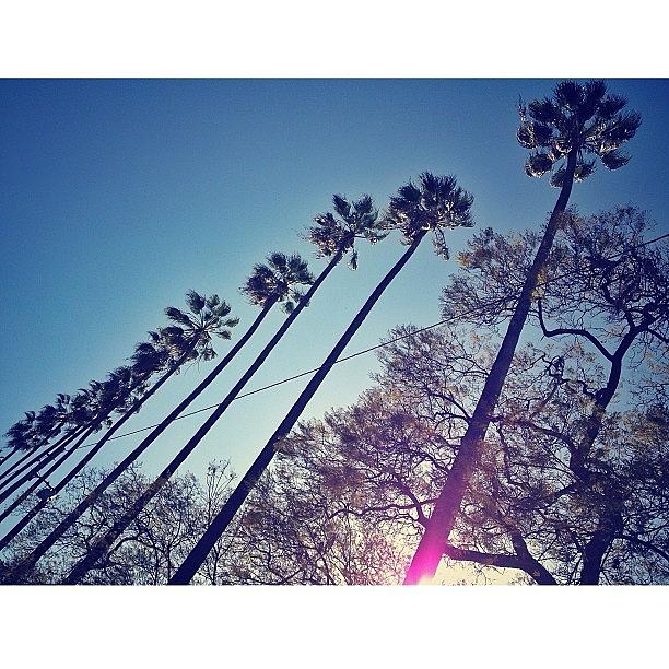 Palms Photograph - #palms #la by Jonathan Pierce