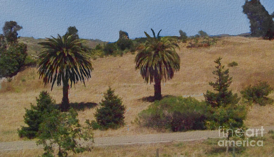 Palms near Santa Maria Photograph by Charles Robinson