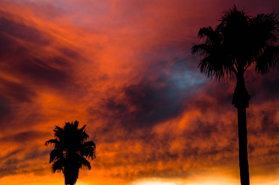 Sunset Photograph - Palms of Fire by Justin Paige