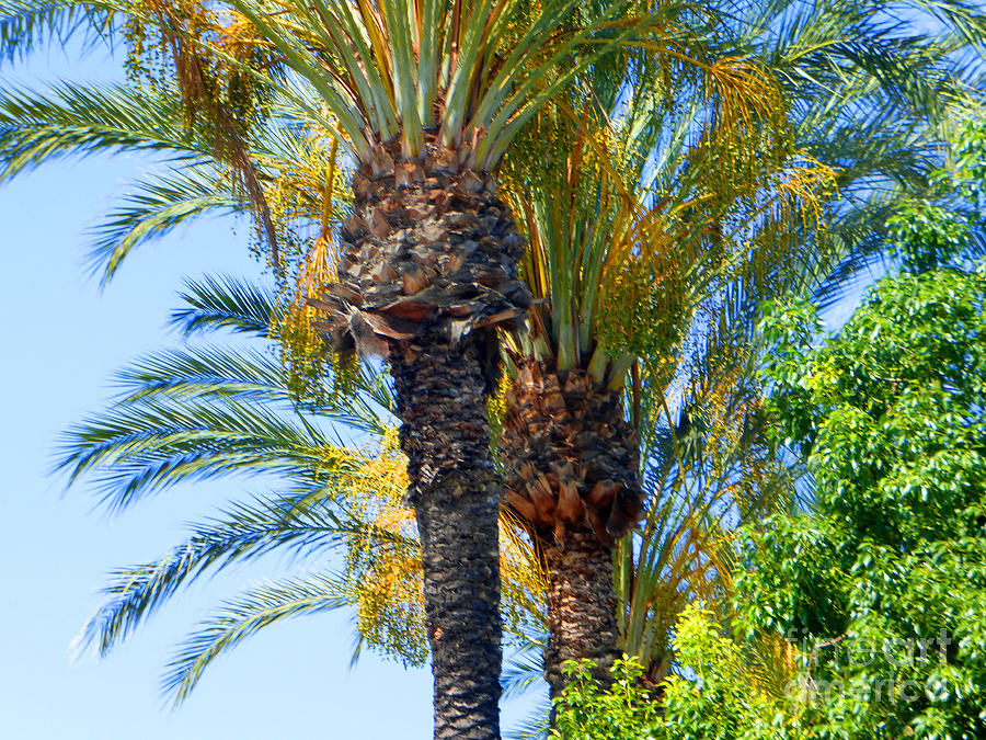 Palms Photograph - Palms Of Palm Springs by Tina M Wenger