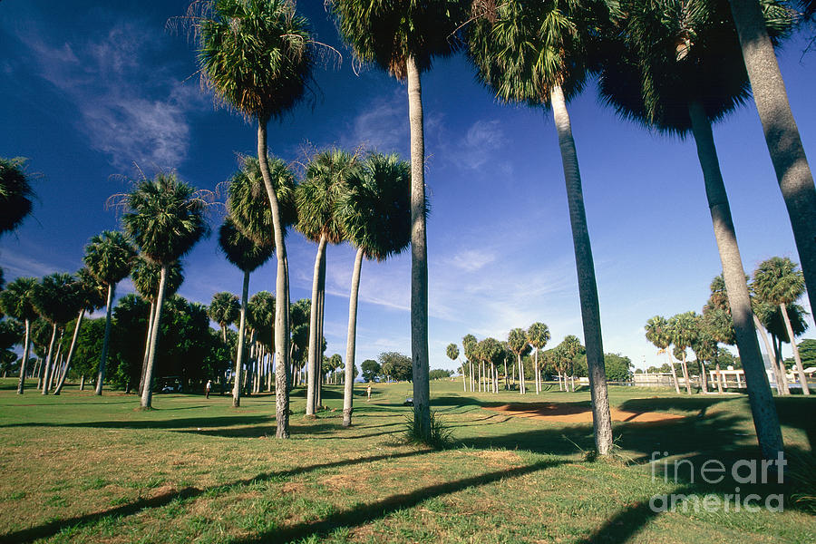 Golf Photograph - Palms of  Point Borinquen Golf Course by George Oze