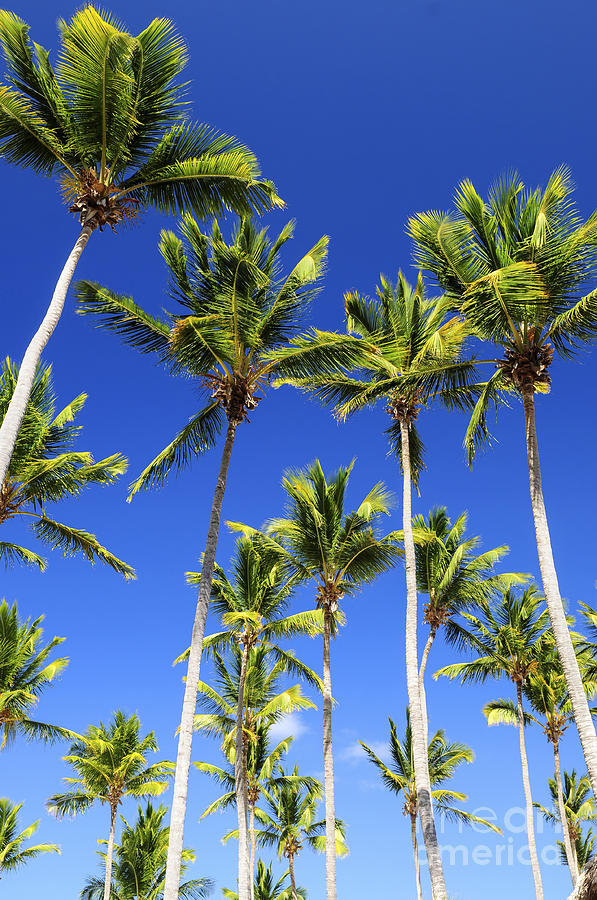 Palms on blue sky Photograph by Elena Elisseeva