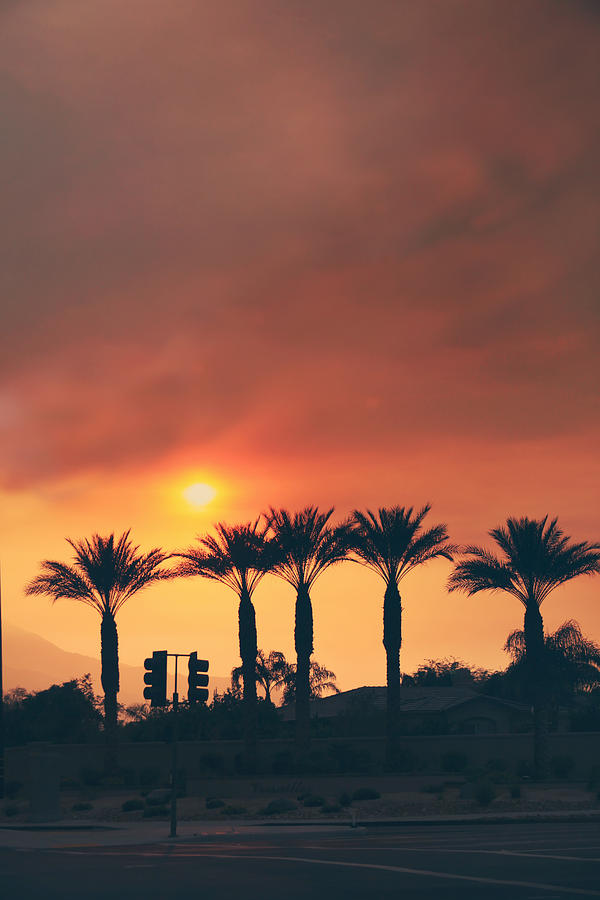 Sunset Photograph - Palms on Fire by Laurie Search
