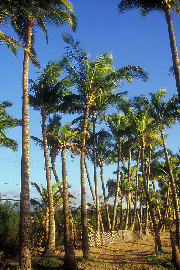 Palms on Hawaii Beach Trail Photograph by John Burk