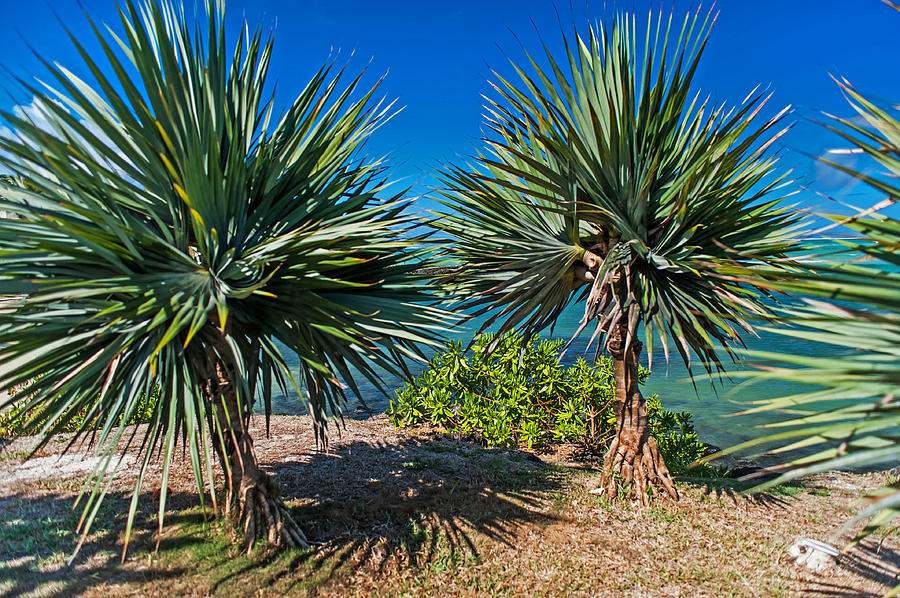Palms on the Beach. Mauritius Photograph by Jenny Rainbow