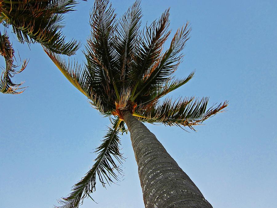 Palms Over My Head Photograph by MTBobbins Photography