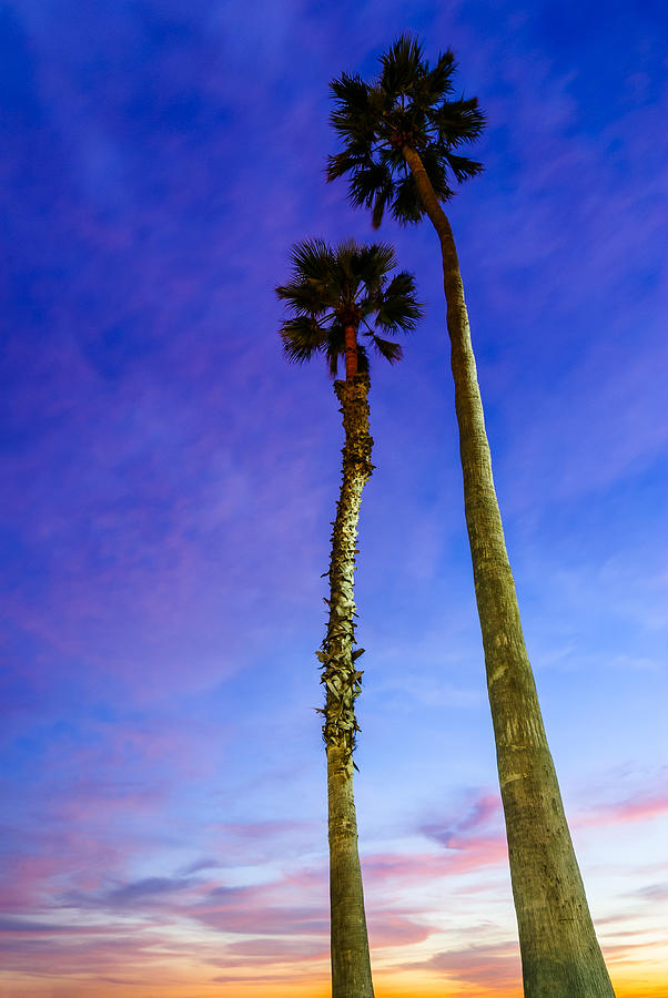 Sunset Photograph - Palms by Radek Hofman