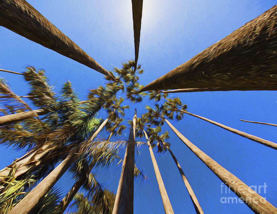 Tree Photograph - Palms by Sheila Smart Fine Art Photography