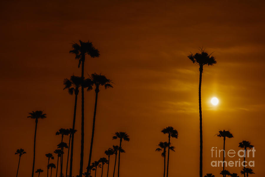 Sunset Photograph - Palms Silhouettes at Sunset  by David Millenheft