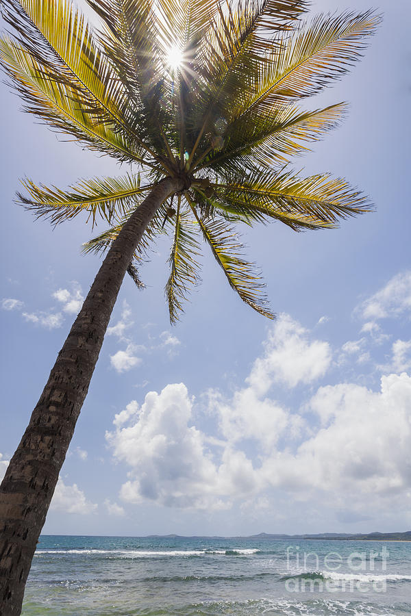Palms Trees Along Luquillo Beach in Puerto Rico Photograph by Bryan Mullennix