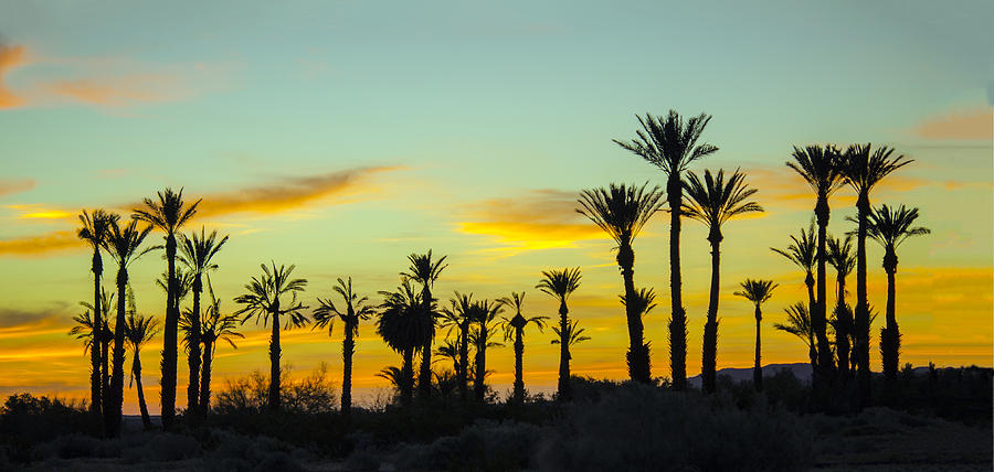 Palm Trees At Dawn Photograph by William Bitman