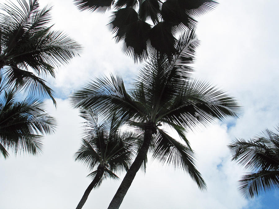 Palms Photograph by Vikki Bouffard