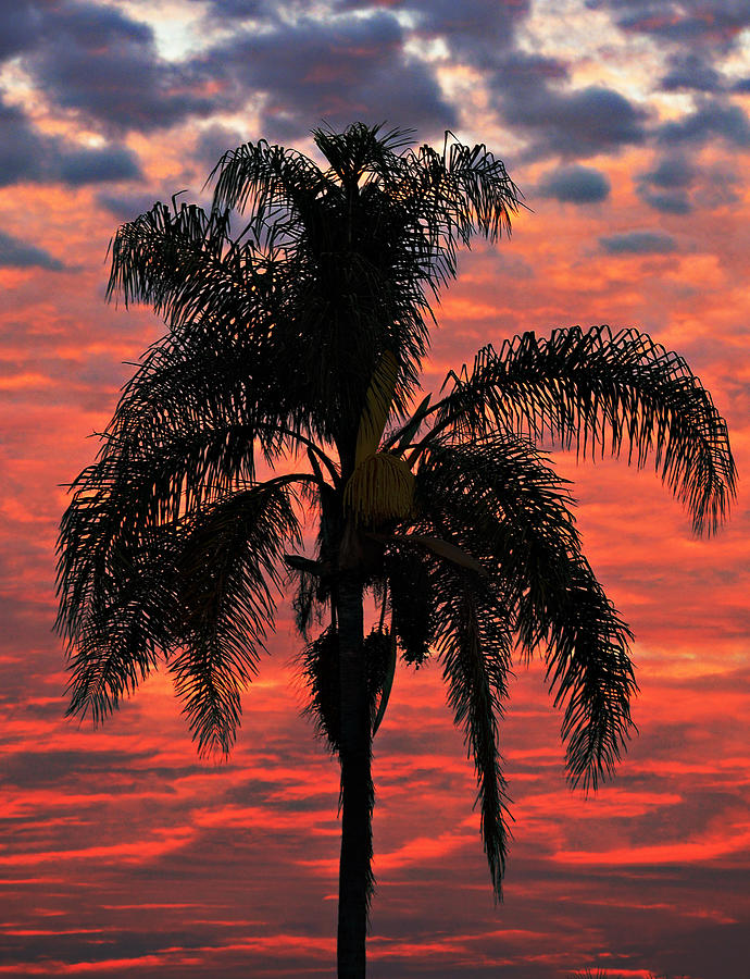 Sunset Photograph - Palmtree Apocalypse by Joe Schofield