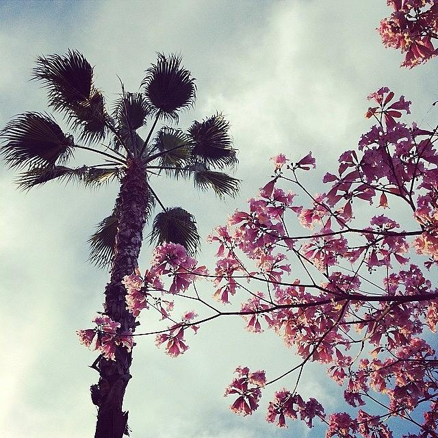 Spring Photograph - #palmtrees #blossoms #flowers #spring by Ann Marie Donahue