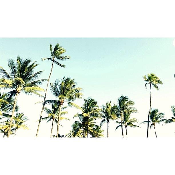 Miami Photograph - #palmtreesand80degrees #tropical #miami by Nicole Sweet