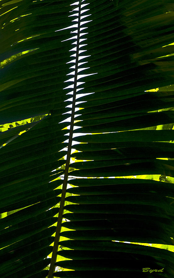 Palmwaves Photograph by Christopher Byrd