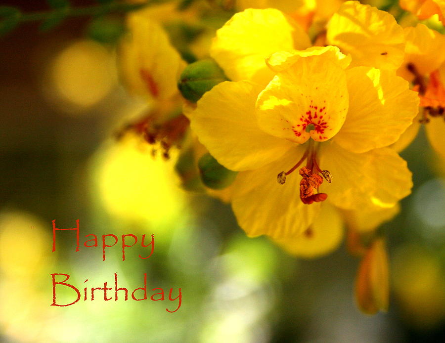 Palo Verde Birthday Greeting Photograph by Marna Edwards Flavell