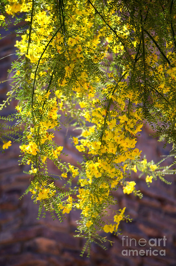 Palo Verde Blossoms Photograph by Deb Halloran