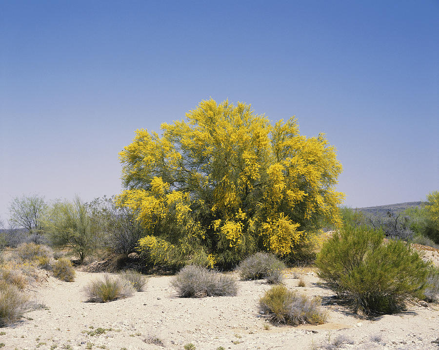 Palo Verde Tree Photograph by Charlie Ott