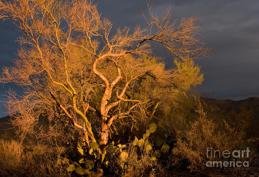 Palo Verde Tree Sunset Photograph by Chris Scroggins