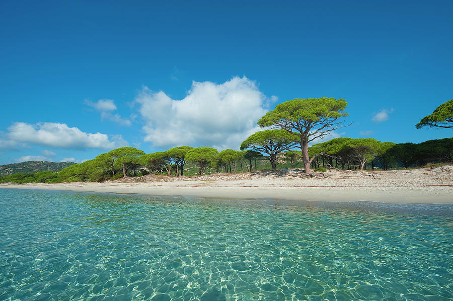 Palombaggia Beach, Corsica Photograph by Jean-pierre Pieuchot