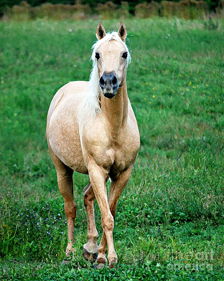 Palomino Arab Cross  Photograph by Lila Fisher-Wenzel