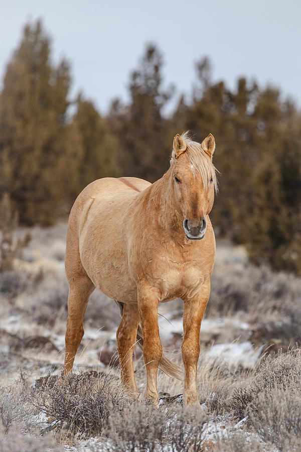 Palomino Buttes Stallion Photograph by Wes and Dotty Weber