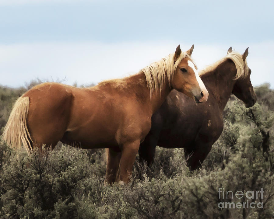 Horse Photograph - Palomino - Buttes - Wild Horses by Belinda Greb