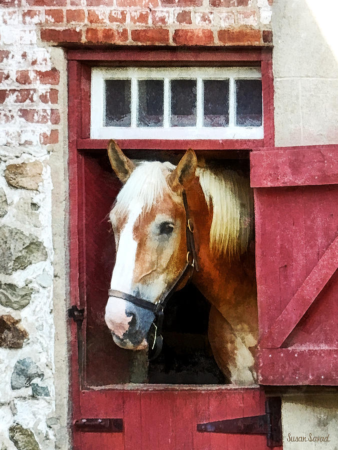 Palomino by Barn Door Photograph by Susan Savad