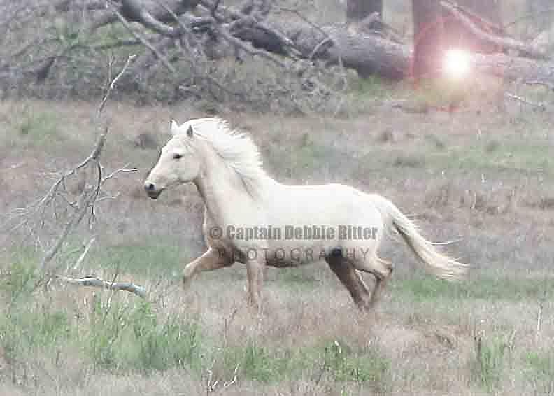 Wild Horse Photograph - Palomino Dream by Captain Debbie Ritter Wild Horse Photograph - Palomino Dream by Captain Debbie Ritter