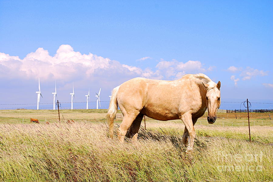 Palomino Horse in Hawaii with Windmills Photograph by Catherine Sherman