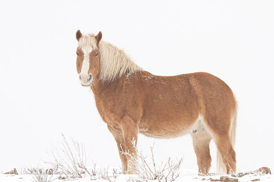 Palomino Horse in the Snow Photograph by James BO Insogna