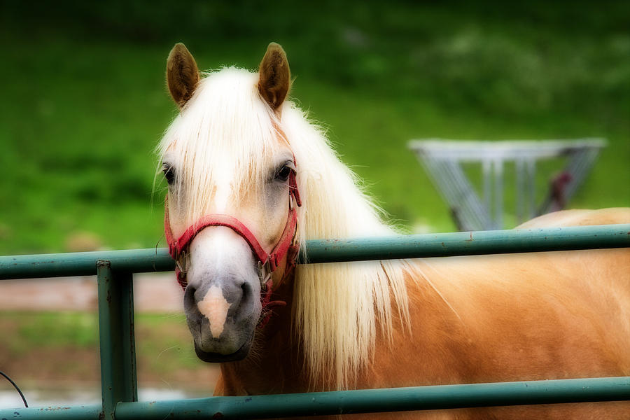 Palomino Horse Orton Effect Photograph by Eleanor Abramson