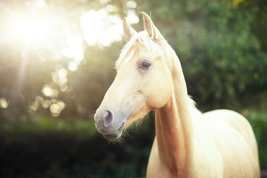 Horse Photograph - Palomino Horse With Diamond Star by Olivia Bell Photography
