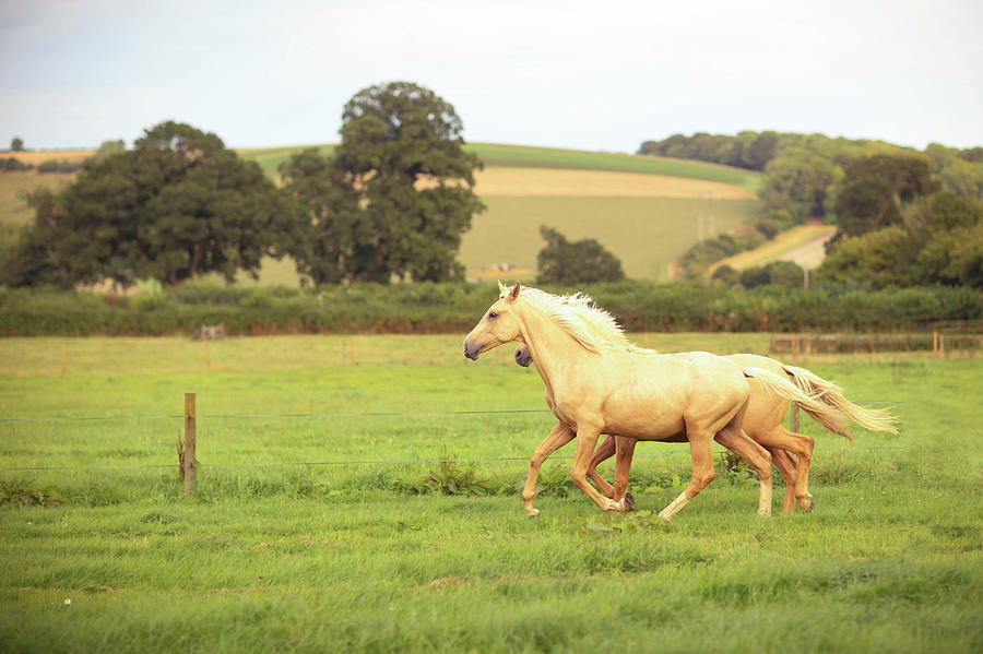 Palomino Horses Cantering In Field Photograph by Olivia Bell Photography