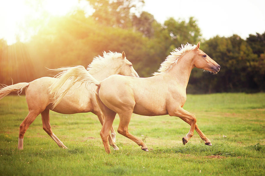 Palomino Horses Cantering In Field Photograph by Rosanna Bell