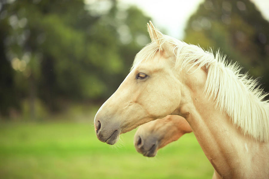 Palomino Horses Photograph by Olivia Bell Photography