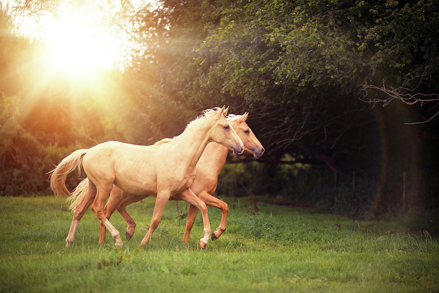 Palomino Horses Photograph by Sasha Bell